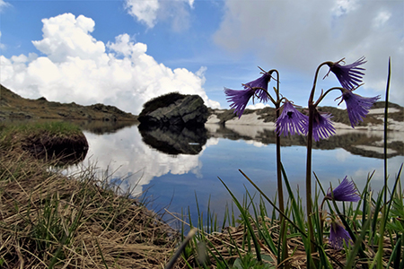 Anello Laghi di Ponteranica-Monte Avaro dai Piani il 3 giugno 2020  - FOTOGALLERY